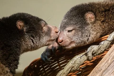 Cute wild bear cuscus aulirops ursinus arboreal against blure background. Stock Photos