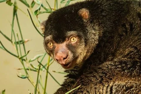 Cute wild bear cuscus aulirops ursinus arboreal against blure background. Stock Photos