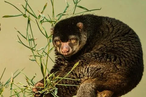 Cute wild bear cuscus aulirops ursinus arboreal against blure background. Stock Photos