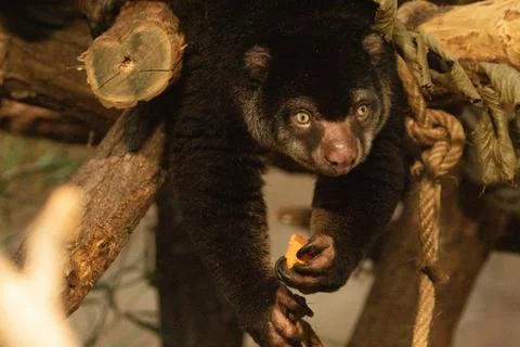 Cute wild bear cuscus aulirops ursinus arboreal against blure background. Stock Photos