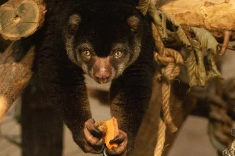 Cute wild bear cuscus aulirops ursinus arboreal against blure background. Stock Photos
