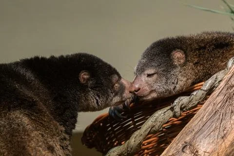 Cute wild bear cuscus aulirops ursinus arboreal against blure background. Foto stock