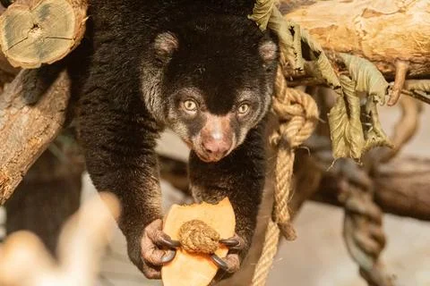 Cute wild bear cuscus aulirops ursinus arboreal against blure background. Stock Photos
