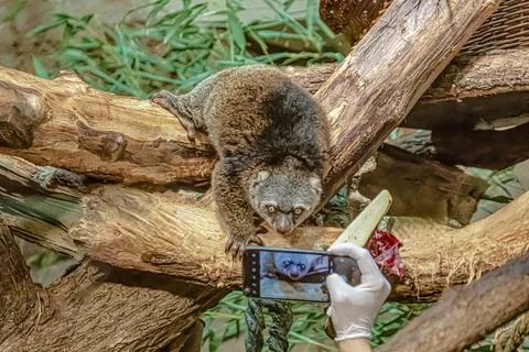 Cute wild bear cuscus aulirops ursinus arboreal Stock Photos