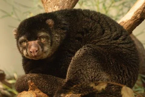Cute wild bear cuscus aulirops ursinus arboreal against blure background. Foto stock