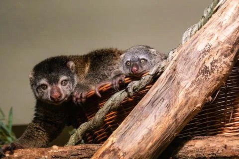 Cute wild bear cuscus aulirops ursinus arboreal Stock Photos