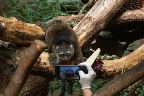 Cute wild bear cuscus aulirops ursinus arboreal Stock Photos