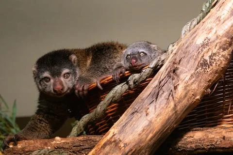 Cute wild bear cuscus aulirops ursinus arboreal Stock Photos