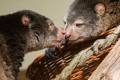 Cute wild bear cuscus aulirops ursinus arboreal against blure background. Stock Photos