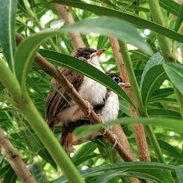 Cute wild bird chicks resting in garden bush leaves in natural daylight portrait Stock Photos