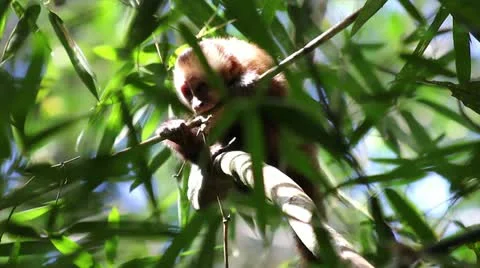 A cute WILD Brown Capuchin (Cebus apella) looking for food in Peruvian Amazon Stock Footage 11025008