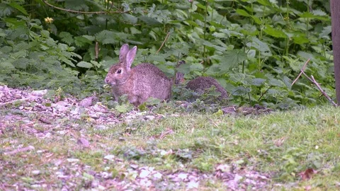 Cute wild bunny rabbit in forest, eating greens. (Oryctolagus cuniculus) Video stock 108760000