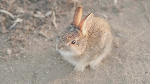 Cute, Wild Bunny Rabbit on Trail Stock Footage 101396012