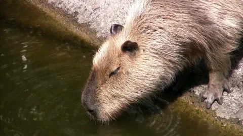 Cute wild capybara drinking water from pond Stock Footage 345944697