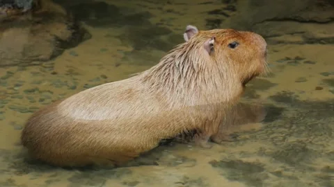 Cute wild capybara standing in shallow water pond 스톡 동영상 345944747