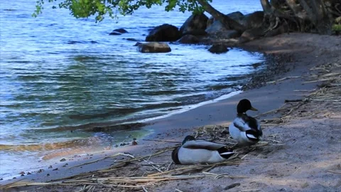 Cute Wild Duck Looking Around At The Beach Stock Footage 195554742
