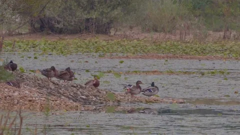 Cute wild ducks are cleaning its feathers on the lakeshore 動画素材 161563333