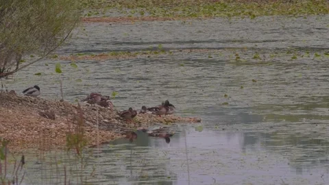 Cute wild ducks are cleaning its feathers on the lakeshore Stock-Footage 161579604