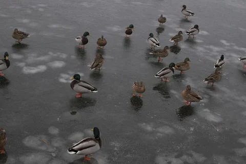 Cute wild ducks sitting on ice  Stock Photos