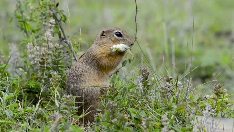 Cute wild European Ground Squirrel eating in its natural habitat. Stock Footage