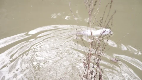 A cute wild fluffy coypus, a river rat, nutria, floats in the water. 4k, close Video stock 87217404