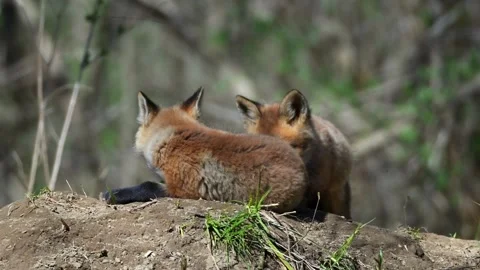 Cute wild fox cubs resting on the forest ground Stock Footage 346944239