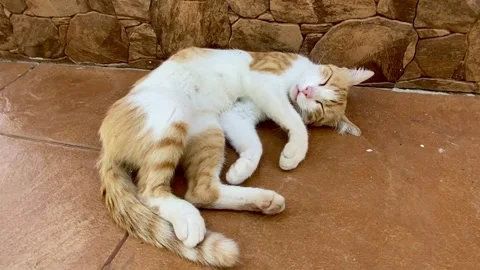 Cute wild ginger cat sleeping and resting in a garden floor Stock Footage 248716121