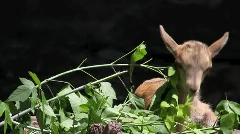 Cute wild goat (markhor) grazing Stock Footage