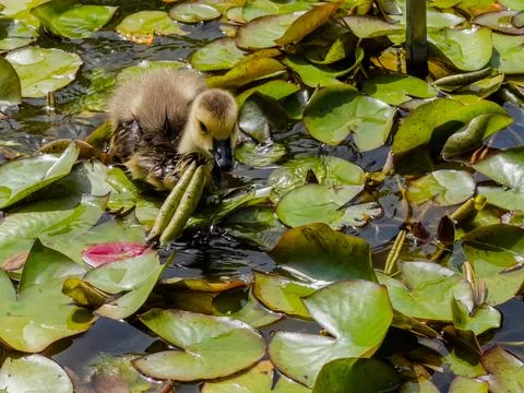 Cute wild goose Fotos de archivo