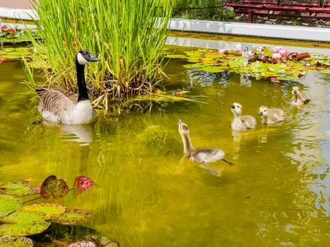 Cute wild goose Foto stock