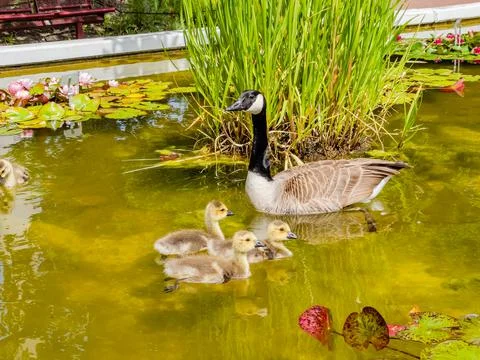 Cute wild goose Stock-Fotos