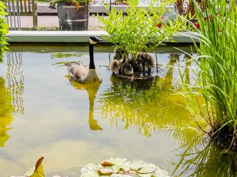 Cute wild goose 스톡 사진