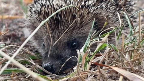 Cute wild hedgehog peeking through grass close-up Stock-Footage 344343538