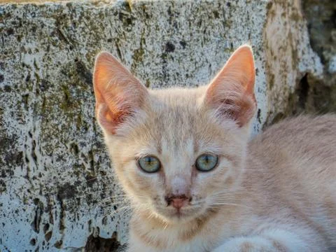 Cute wild kitten in Canino, Italy Stock Photos