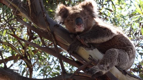 Cute wild koala bear clinging to eucalyptus tree branch in bright morning sun Stock Footage 123807754