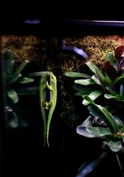 Cute Wild lizard Stock Photos