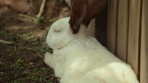 Cute Wild Rabbit Resting and Foraging Stock Footage 321047339