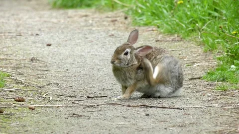 Cute Wild Rabbit Scratching Itself On Path Stock Footage 322211156