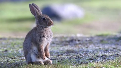 Cute wild rabbit sitting high head alerted Stock Footage