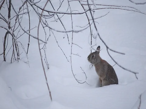 Cute wild Rabbit In the Snow sits on hind legs to eat from low branches Видео 76503659