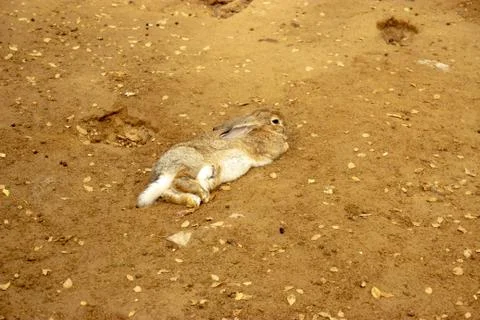 Cute wild rabbits in Kazakhstan Stock Photos