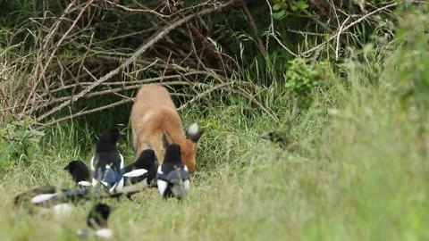 A cute wild Red Fox Cub, Vulpes vulpes, feeding in the long grass. Stock Footage 140449330