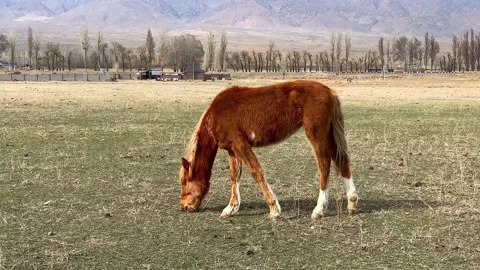 Cute wild red-haired young stallion eating grass in a green field Stock-Footage 240068993