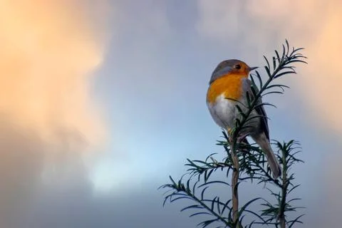 Cute wild robin. Erithacus rubecula. Stock Photos