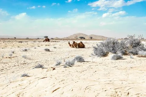 A cute, wild, single-humped camel lies on the ground in the Moroccan desert Stock Photos