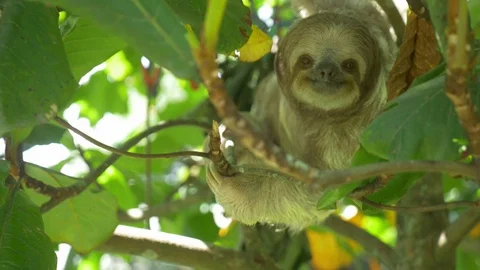 Cute Wild Sloth Climbs tree Stock Footage 87666198