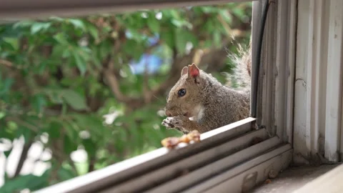 Cute wild squirrel eating a nut on a window sill Stock Footage 340836035