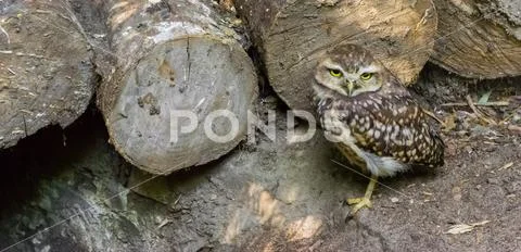 Cute wildlife night bird animal portrait of a little owl in closeup Stock Photos