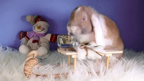 Cute winter bunny rabbit lop dwarf pet concept Stock Footage 102589477