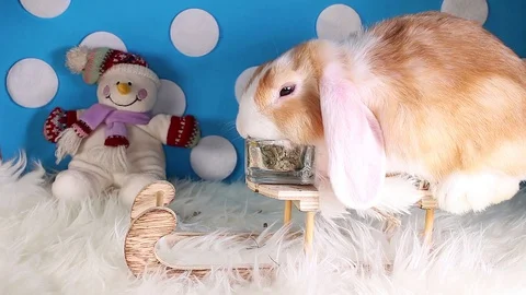Cute winter bunny rabbit lop dwarf pet concept Stock Footage 102589523